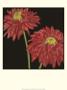 Striking Floral Ii by Jennifer Goldberger Limited Edition Print