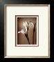 Calla Lily by Bill Philip Limited Edition Print