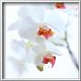 White And Pink Orchid by Cedric Porchez Limited Edition Print