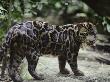 Clouded Leopard Male by Anup Shah Limited Edition Print