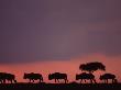 Wildebeest Silhouetted At Dusk, Masai Mara, Kenya, East Africa by Anup Shah Limited Edition Print