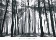 Oaks In Fog, Mendocino by Chris Honeysett Limited Edition Print