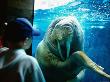 Young Boy Looking At Walrus, Sea World, San Diego, California by Eddie Brady Limited Edition Pricing Art Print