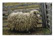 Sheep Covered In Wool, Harberton, Argentina by James L. Stanfield Limited Edition Print