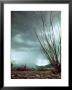 Pillar Of Rain Descending From Thunderhead Onto Desert by Loomis Dean Limited Edition Print