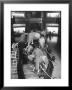 Museum Attendants Cleaning Elephants In The New York Museum Exhibits by Jack Birns Limited Edition Print