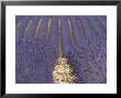 Alpes-De-Haute-Provence, Valensole, Lavendar Fields, Provence-Alpes-Cote D'azur, France by Alan Copson Limited Edition Print