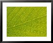 Veins Of Leaf by Jon Arnold Limited Edition Print
