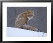 Red Fox Sitting In Snow, Kronotsky Nature Reserve, Kamchatka, Far East Russia by Igor Shpilenok Limited Edition Print