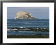 Bass Rock Gannetry, From The North Berwick Shore, East Lothian, Scotland, United Kingdom by Roy Rainford Limited Edition Pricing Art Print