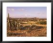 Alto Vista Cactus Desert, Aruba, West Indies, Dutch Caribbean, Central America by Sergio Pitamitz Limited Edition Print