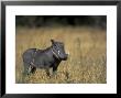 Warthog, Phacochoerus Africanus, Chobe National Park, Savuti, Botswana, Africa by Thorsten Milse Limited Edition Pricing Art Print