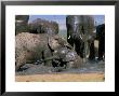 African Elephant (Loxodonta Africana) Mudbathing, Addo National Park, South Africa, Africa by Steve & Ann Toon Limited Edition Print