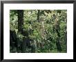 Old Jewish Cemetery, Josefov, Prague, Czech Republic by Upperhall Limited Edition Print