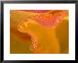 Abstract Of Flower Petal In Rain by Nancy Rotenberg Limited Edition Print
