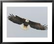 Bald Eagle Flying With Full Wingspread, Homer, Alaska, Usa by Arthur Morris Limited Edition Print