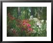 Azalea Reflection In Pond, Georgia, Usa by Nancy Rotenberg Limited Edition Print