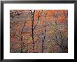 Fall Color In Zion National Park, Utah, Usa by Diane Johnson Limited Edition Print
