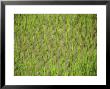 Rice Growing In 2000 Year Old Rice Terraces, Banaue, Luzon, Philippines, Asia by Maurice Joseph Limited Edition Print
