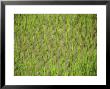 Rice Growing In 2000 Year Old Rice Terraces, Banaue, Luzon, Philippines, Asia by Maurice Joseph Limited Edition Pricing Art Print