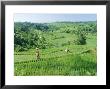 Rice Terraces Near Jatiluwih, Bali, Indonesia by Gavin Hellier Limited Edition Pricing Art Print