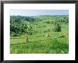 Rice Terraces Near Jatiluwih, Bali, Indonesia by Gavin Hellier Limited Edition Print