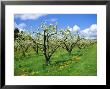 Blossom On Pear Trees In Orchard, Holt Fleet, Worcestershire, England, Uk, Europe by David Hunter Limited Edition Pricing Art Print