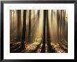 Foggy Forest And Sunrays, Bayerischer Wald, Germany, Europe by Jochen Schlenker Limited Edition Print