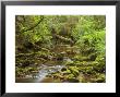 Creekton Rivulet, Southern Forests, Tasmania, Australia, Pacific by Jochen Schlenker Limited Edition Print