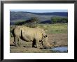 White Rhinoceros (Rhino), Ceratotherium Simum, At Water, Hluhluwe, South Africa, Africa by Ann & Steve Toon Limited Edition Print
