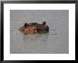 Hippo In Kruger National Park, Mpumalanga, South Africa by Ann & Steve Toon Limited Edition Print