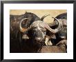 Close-Up Of African Buffalo, Mala Mala Game Reserve, Sabi Sand Park, South Africa, Africa by Sergio Pitamitz Limited Edition Print