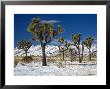 Rare Winter Snowfall, Lost Horse Valley, Joshua Tree National Park, California, Usa by Richard Cummins Limited Edition Print