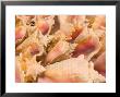 Conch Shells, Blue Hill Beach, Turks And Caicos, Caribbean by Walter Bibikow Limited Edition Print