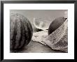 Watermelons by Vincenzo Balocchi Limited Edition Print