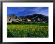 Samye Monastery Across Field, Samye Monastery, Tibet by Grant Dixon Limited Edition Print