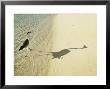 Heron Walking Along Beach, Mafushivaru, Ari Atoll, Alifu, Maldives by Felix Hug Limited Edition Pricing Art Print