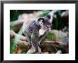 Koala, Hartley's Creek Crocodile Farm, Cairns, Queensland, Australia by Holger Leue Limited Edition Print