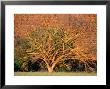 Lichen Covered Tree With Vineyard Behind, Barossa Valley, South Australia by Diana Mayfield Limited Edition Print