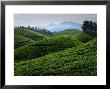Tea Plantations Covering The Rolling Hills by Felix Hug Limited Edition Pricing Art Print