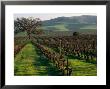 Late Winter Vineyard, Livermore Valley by Nicholas Pavloff Limited Edition Print