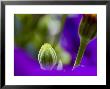 Close View Of Yellow Osteospermum Bud Surrounded By Purple Petunias, Groton, Connecticut by Todd Gipstein Limited Edition Print