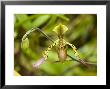 Closeup Of An Orchid, Singapore by Tim Laman Limited Edition Print