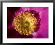 Close View Of Yellow Stamen Of A Pink Flower Blossom, Groton, Connecticut by Todd Gipstein Limited Edition Print