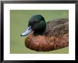 Chestnut Teal Duck At The Sunset Zoo, Kansas by Joel Sartore Limited Edition Print