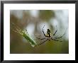 Black-And-Yellow Argiope At Spring Creek Prairie Captured A Katydid by Joel Sartore Limited Edition Pricing Art Print