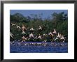 Flock Of Flamingos Taking Flight, Yucatan, Mexico by Kenneth Garrett Limited Edition Pricing Art Print