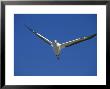 Flying Australian Gannet On Farwell Spit In by Rich Reid Limited Edition Print