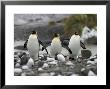 King Penguins Walking On Rocky Shore by Ralph Lee Hopkins Limited Edition Pricing Art Print