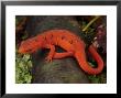 Red Eft Crawls On The Forest Floor by George Grall Limited Edition Pricing Art Print
